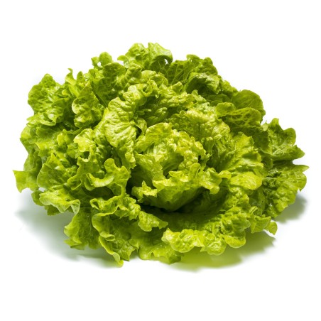 Lechuga Riza