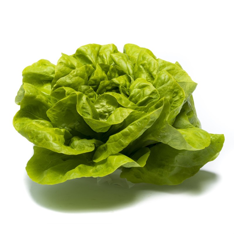 Lechuga Lisa