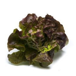 Lechuga Hoja de Roble