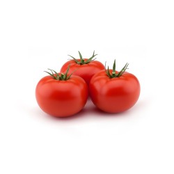 Tomate Rocasol